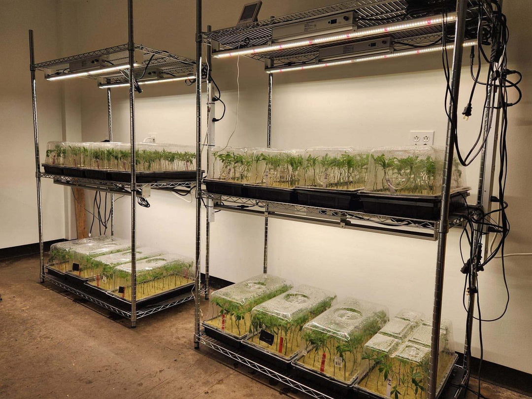 100w Single Bar - Nova Sun Series - Multi Use (Clones / Veg / Side Lighting, etc.) Backordered in US only and shipping in December