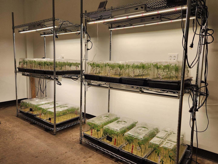 100w Single Bar - Nova Sun Series - Multi Use (Clones / Veg / Side Lighting, etc.) Backordered in US only and shipping in December